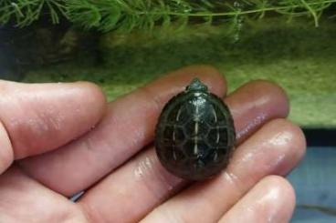 Turtles and Tortoises kaufen und verkaufen Photo: Three striped mud turtle baby 2024