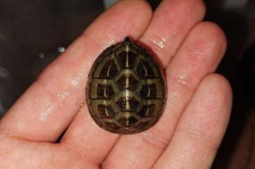 Sumpfschildkröten kaufen und verkaufen Foto: For Hamm or in Italy, Kinosternon ad Sternotherus babies  