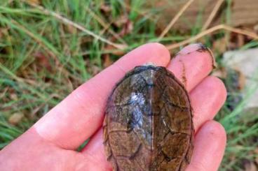 Turtles kaufen und verkaufen Photo: Sternotherus caritatus aveilable 