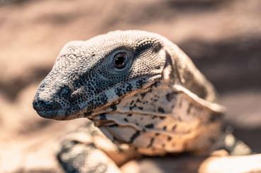 Monitor lizards kaufen und verkaufen Photo: 0.1 Varanus varius for Hamm