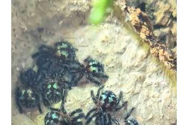 Spinnen und Skorpione kaufen und verkaufen Foto: Typhochlaena seladonia Nachzuchten 2.FH 