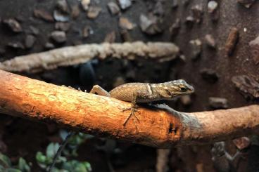 Lizards kaufen und verkaufen Photo: Sceloporus minor pairs or trios (CB 2023)