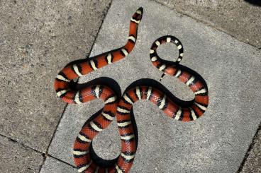 Schlangen kaufen und verkaufen Foto: Lampropeltis Pyromelana Woodini