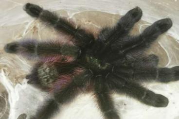 Spiders and Scorpions kaufen und verkaufen Photo: Caribena versicolor              