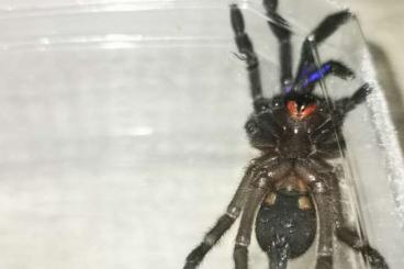 Spinnen und Skorpione kaufen und verkaufen Foto: Chilobrachys natanicharum                      