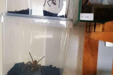 Spiders and Scorpions kaufen und verkaufen Photo: Holconia murrayensis            