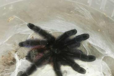 - bird spiders kaufen und verkaufen Photo: Caribena versicolor.                        
