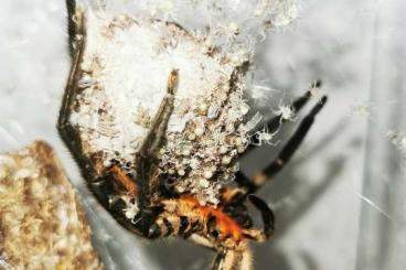 Spinnen und Skorpione kaufen und verkaufen Foto: Cupiennius salei                