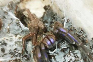 Vogelspinnen kaufen und verkaufen Foto: Chilobrachys natanicharum             