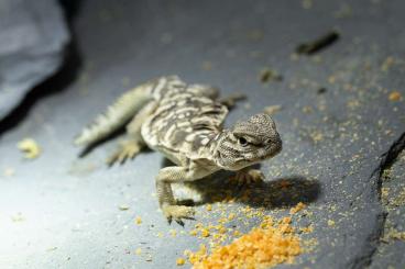 Lizards kaufen und verkaufen Photo: 0.0.1 Uromastyx dispar flavifasciata 08/24