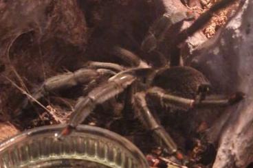 - bird spiders kaufen und verkaufen Photo: Psalmopoeus cambridgei 0.1 Weibchen 4 Jahre alt mit Zubehör abzugeben 