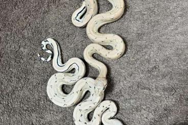 Boas kaufen und verkaufen Photo: Boa morphs (scoria, keltic, hypo, arabesque)