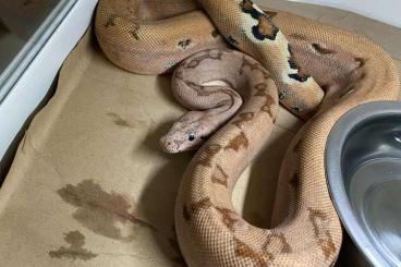 Boas kaufen und verkaufen Photo: 1.0 Proven breeder scoria