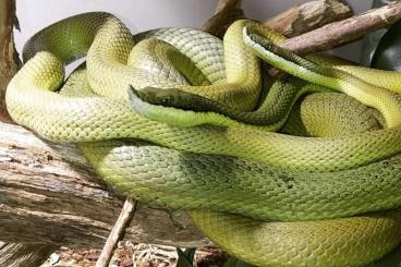 Snakes kaufen und verkaufen Photo: 1.0 Philodryas baroni adult Snakes kaufen und verkaufen Photo: 1.0 Philodryas baroni adult