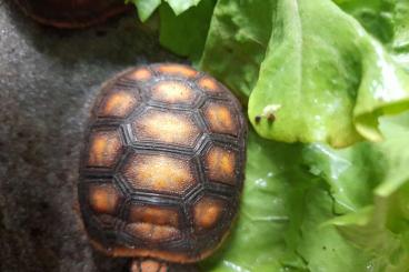 Landschildkröten kaufen und verkaufen Foto: Chelonoides carbonaria ..