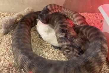 Snakes kaufen und verkaufen Photo: 0,1 Aspidites melanocephalus adult Very large Female , 2,4 m, ready to