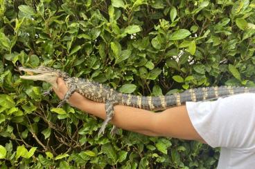 Echsen  kaufen und verkaufen Foto: Alligator handzahm 80 cm 