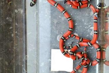 Schlangen kaufen und verkaufen Foto: Lampropeltis sinaloe Nachzucht
