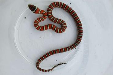 Schlangen kaufen und verkaufen Foto: Biete NZ 2024 Lampropeltis hondurensis, L.knoblochi, L. sinaloe, L. le