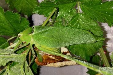 Insects kaufen und verkaufen Photo: Siliquofera grandis,Stilpnochlora couloniana,Pulchriphyllium giganteum