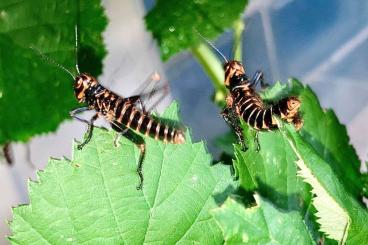 Insects kaufen und verkaufen Photo: Tropidacris collaris Nymphen 