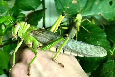 Insekten kaufen und verkaufen Foto: Versand oder Übergabe am 2.11.2024 in Frankfurt 