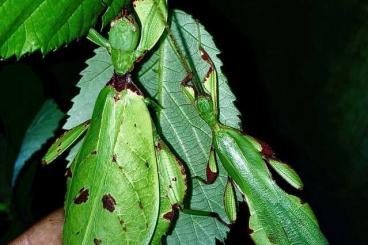 Insekten kaufen und verkaufen Foto: Phyllium elegans und Phyllium hausleithneri Eier