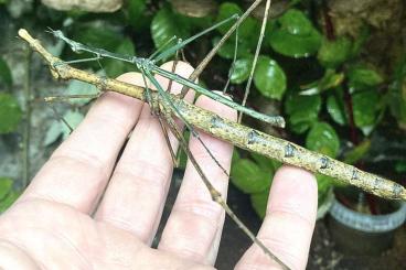 Insects kaufen und verkaufen Photo: Pseudoproscopia scabra Nymphen