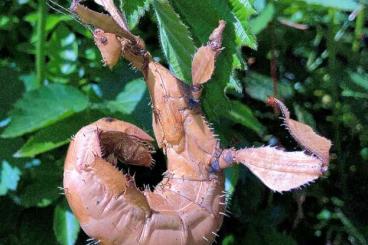 Insects kaufen und verkaufen Photo: Extatosoma tiaratum Nymphen Insects kaufen und verkaufen Photo: Extatosoma tiaratum Nymphen
