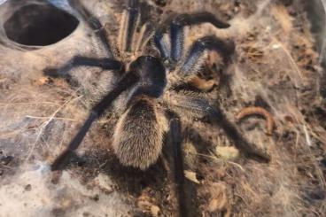 - bird spiders kaufen und verkaufen Photo: Adulte Vogelspinnen Männchen abzugeben