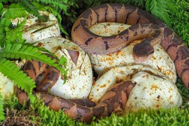 Venomous snakes kaufen und verkaufen Photo: Lachesis melanocephala for sale 