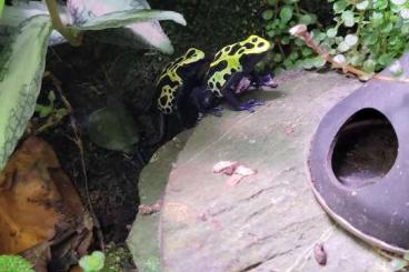 Poison dart frogs kaufen und verkaufen Photo: Tinctorius & pumilio avail