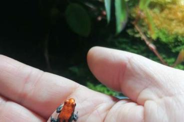 Poison dart frogs kaufen und verkaufen Photo: R. vanzolinii, R. variabilis southern, R. reticulata  