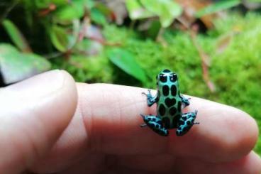 Pfeilgiftfrösche kaufen und verkaufen Foto: Ranitomeya variabilis southern