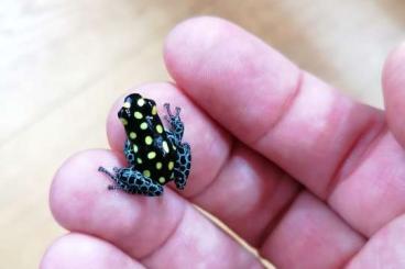 Poison dart frogs kaufen und verkaufen Photo: Ranitomeya vanzolinii     