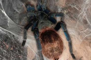 - bird spiders kaufen und verkaufen Photo: 0,1 Chromatopelma cyaneopubescens