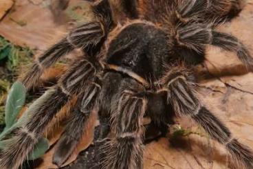 Spinnen und Skorpione kaufen und verkaufen Foto: Biete 0.1 Lasiodora parahybana adult