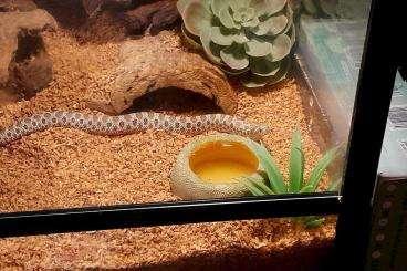 Snakes kaufen und verkaufen Photo: 1.0 Heterodon nasicus zur Abgabe. Snakes kaufen und verkaufen Photo: 1.0 Heterodon nasicus zur Abgabe.