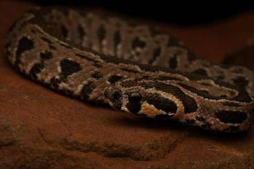 Venomous snakes kaufen und verkaufen Photo: Daboia palaestinae, cb 24