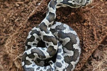 Schlangen kaufen und verkaufen Foto: Abzugeben Pantherophis vulpinus