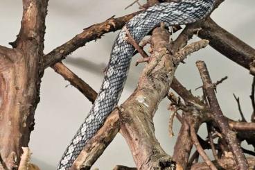 Schlangen kaufen und verkaufen Foto: Orthriophis taeniurus callycianous 