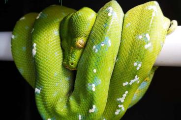 Pythons kaufen und verkaufen Photo: Morelia Viridis Cyclops F1, Lereh x Cyclops F1 & Aru High White F1