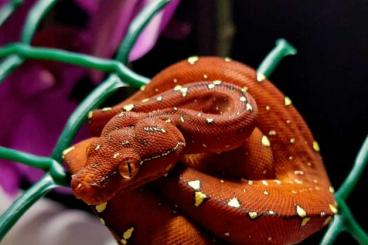 Pythons kaufen und verkaufen Photo: Morelia Viridis Cyclops F1, Lereh x Cyclops F1 & Aru High White F1