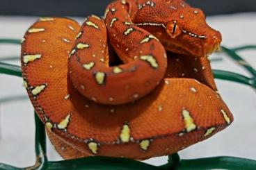 Pythons kaufen und verkaufen Photo: Morelia Viridis 0.0.2 Cyclops x Cyclops F1 & 0.0.1 Lereh x Cyclops F1