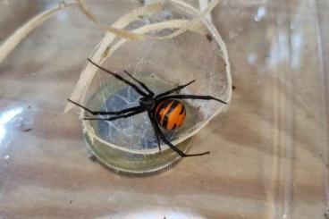 other spiders kaufen und verkaufen Photo: Latrodectus elegans female