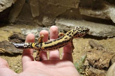 Lizards kaufen und verkaufen Photo: Bartagame, Leopardgeckos Männchen