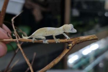 Lizards kaufen und verkaufen Photo: Uroplatus/Tribolonotus/Eurydactylodes 