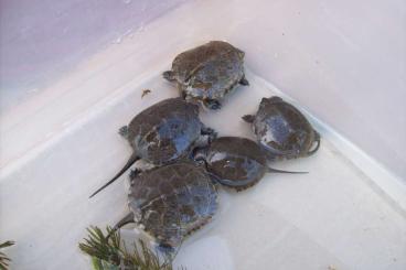 Turtles kaufen und verkaufen Photo: 0,0,6 Emys orbicularis NZ24