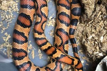 Snakes kaufen und verkaufen Photo: Pantherophis guttatus-Abbotts Okeettes