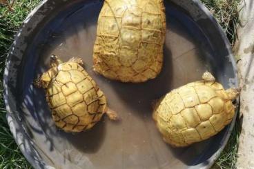 Turtles and Tortoises kaufen und verkaufen Photo: 2.4 boettgeri high yellow/hypo
